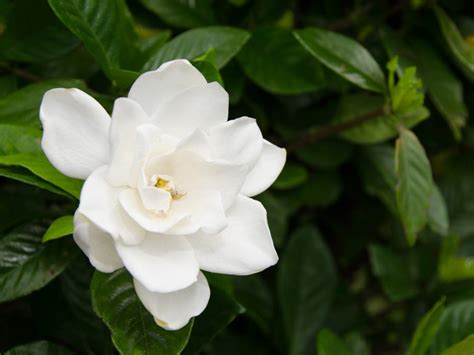 different types of gardenia.